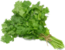 cilantro