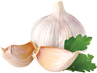 garlic