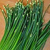 scallion