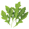 arugula