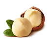 macadamia