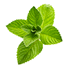 mint